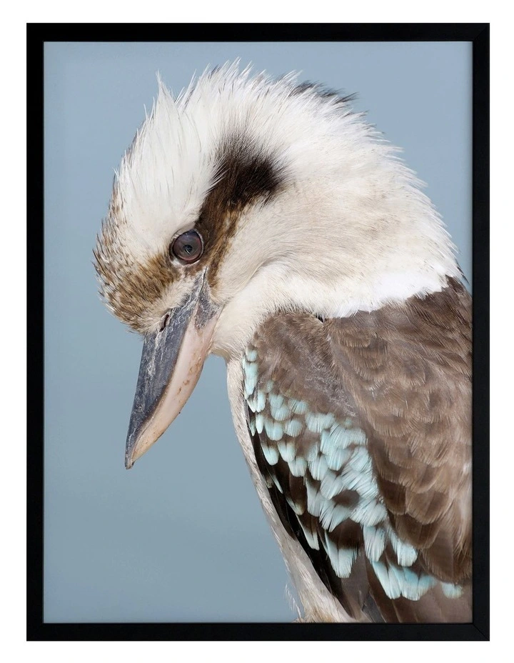 Promo ???? Urban Road Kookaburra Black Frame ???? 3 Promo ???? Urban Road Kookaburra Black Frame ????