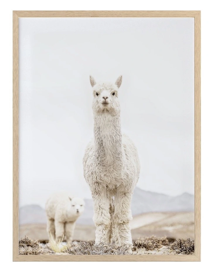 Budget ๐ Urban Road No Drama Llama Oak Frame ๐ฅ